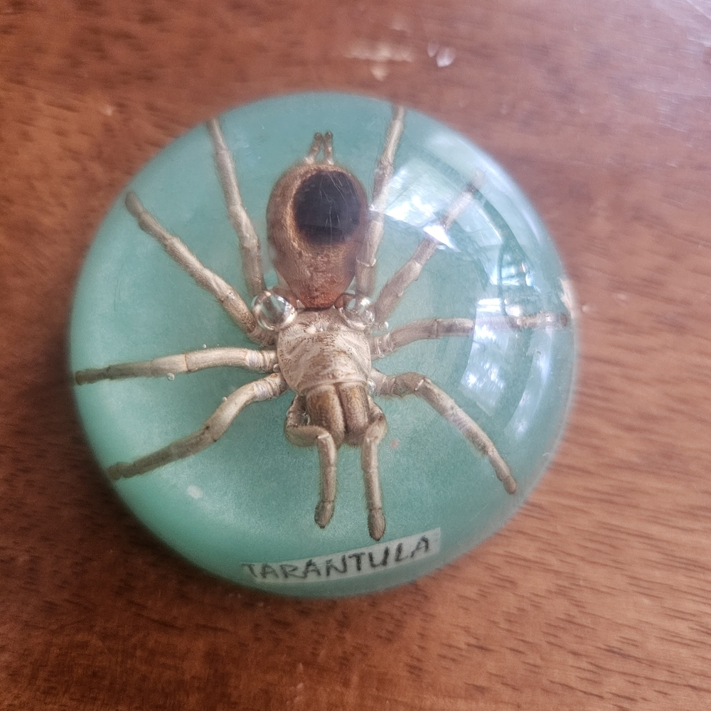 Tarantula Spider Specimen Taxidermy Glass Dome - Teal Accent